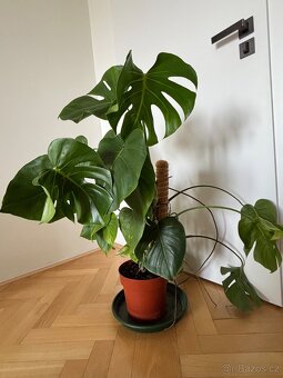 Monstera deliciosa - 2