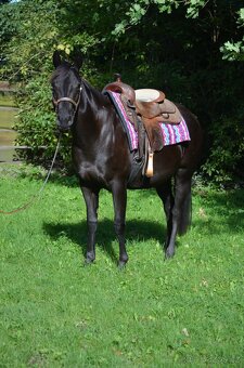 🌟 Na prodej – mladá klisna Paint Horse 🌟 - 2