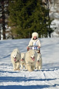 rezervace samojed s PP listopad 2025 - 2