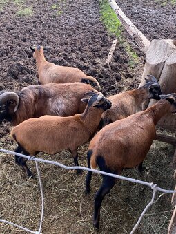 Ovce kamerunská - 2