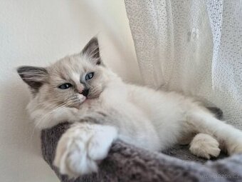 Ragdoll kocourek . - 2