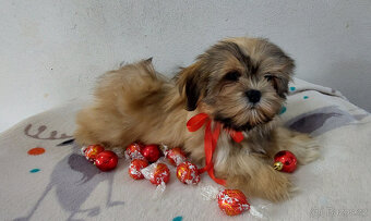 Lhasa apso fenka - 2