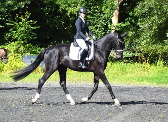 Vysoký drezurní valach - 2