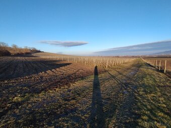 Pronájem vinohradu Dolní Dunajovce - 2