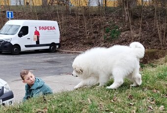 Pyrenejský horský pes chlupáči - 2