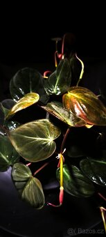 Philodendron Micans - 2