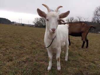 Prodám loňskou kozičku - 2