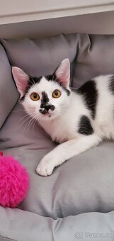 Daruji kočičku - 2