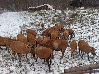 Kamerunské ovce - 2