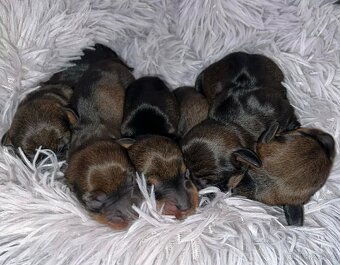 Jezevčík drsnosrstý trpasličí - 2