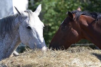 Boxové ustájení - 2