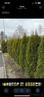Thuje smaragd 180-200cm - 2
