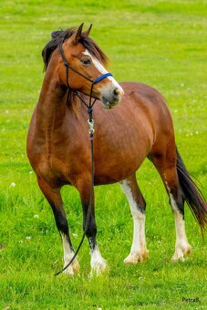 16-ti letá chovná klisna welsh pony sekce C - 2