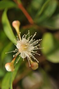 Eugenia myrtifolia -Eugénie - 5O let - 2