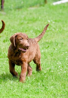 Hnědý retriever (jako hnědý labrador-chesapeake) s PP - 2