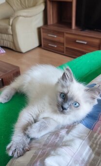 Ragdoll kočička Blue colorpoint - 2