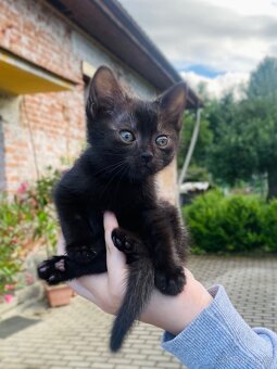 Koťátko - 2