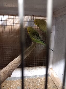 Neoféma Tyrkysová - 2