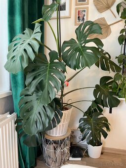 Monstera skvostná - 2