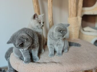 Britská koťátka - 2