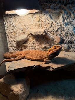 Agama vousatá + terárium - 2