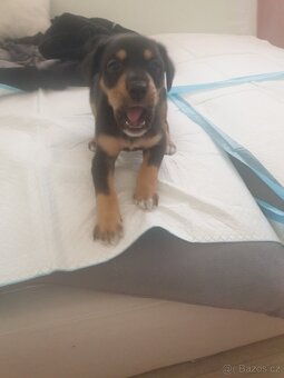 Rotvajler štěně - 2