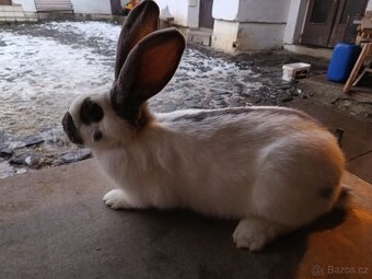 Německý obrovitý strakáč - 2