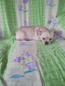 Francouzský buldoček - 2