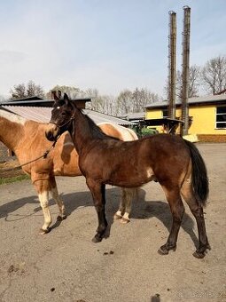 Hřebeček PREx fris - 2