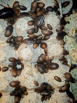 Šváb argentinský - 2