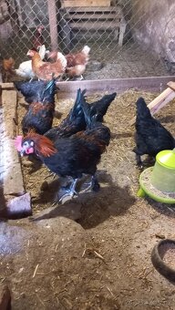 Kohouti Marans - 2