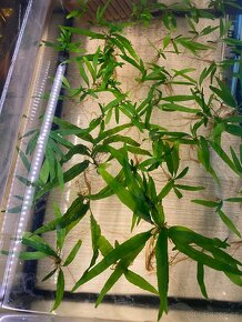Akvarijní rostliny - 2