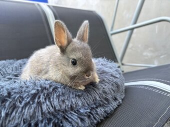 ♥️zakrslý králík- modrá samička již k odběru - 2