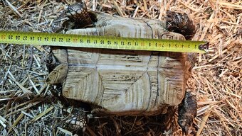 Želva ostruhatá (Geochelone Sulcata) samice 24cm - 2