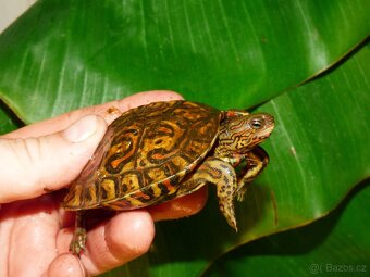 Želva kouzelná (Rhinoclemys pulcherima manni) - 2