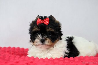 biewer yorkshire terrier s PP IHR - 2