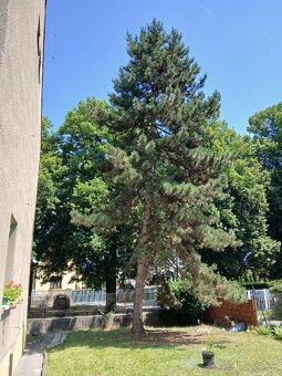 Borovice za odvoz - 2
