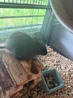 Degu hledaji milujici rodinu - 2