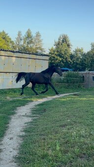 Černá WPBR 2,5 roku - 2