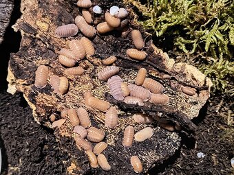 Cubaris sp. "Salmon" - Isopody - 2