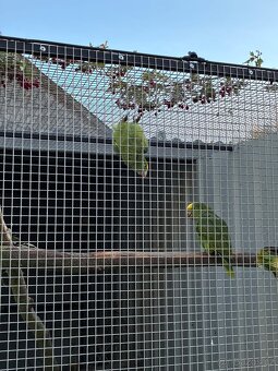 Amazoňan velký - 2