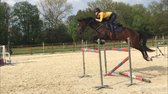 12letá klisna po Drosselklang II - 2