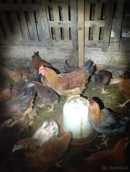 Nabízím kohouty - 2