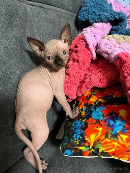 Kanadský sphynx - 2