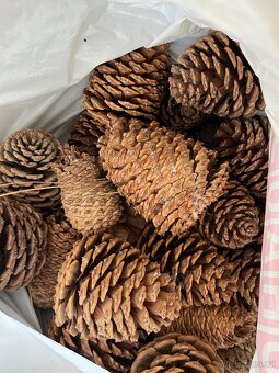 Prodám Velké šišky borovice Jeffreyova - 2