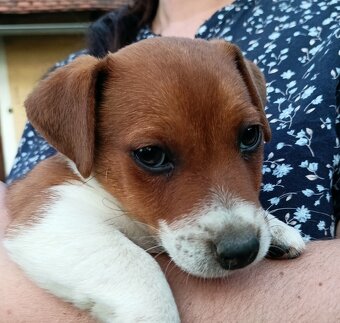 Jack russell terier krásný pejsek - 2