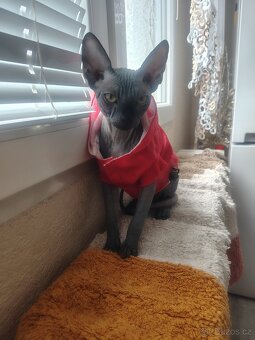 Kanadský sphynx - 2