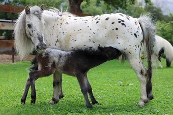 LUXUSNÍ minihorse hřebeček - 2