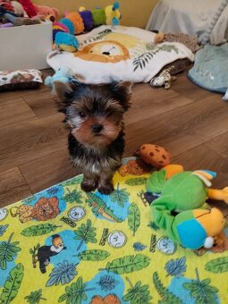 Yorkshire terrier, Jorkšírský teriér PP FCI - 2