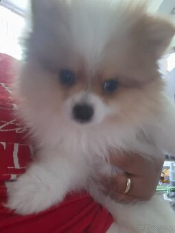 Štěňátko Pomeranian - 2